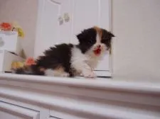 スコティッシュフォールド【千葉県・女の子・2015年2月22日・キャリコ】の写真4