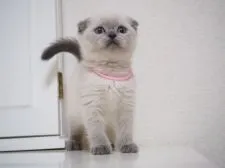 スコティッシュフォールド(折れ耳)【千葉県・女の子・2017年10月28日・ブルーポイント】の写真4