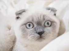 スコティッシュフォールド(折れ耳)【千葉県・男の子・2017年10月28日・ブルーポイント】の写真4