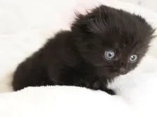 スコティッシュフォールド(折れ耳)【千葉県・男の子・2022年3月7日・ブラック】の写真4