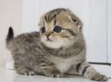 スコティッシュフォールド(折れ耳)【千葉県・女の子・2017年10月17日・ブラック(ブラウン)スポッテッドタビー&ホワイト】の写真4