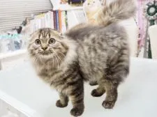 スコティッシュフォールド(折れ耳)【千葉県・男の子・2019年5月21日・ブラウン(ブラック)マッカレルタビー】の写真4