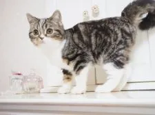 スコティッシュストレート【千葉県・男の子・2020年8月25日・ブラック(ブラウン)クラシックタビー&ホワイト】の写真5