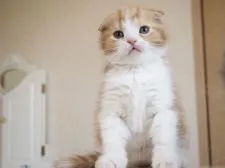 スコティッシュフォールド(折れ耳)【千葉県・男の子・2021年6月29日・レッドクラシックタビー&ホワイト】の写真5