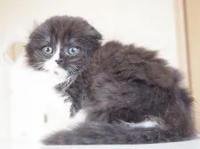 スコティッシュフォールド(折れ耳)【千葉県・女の子・2021年6月28日・ブラック&ホワイト】の写真5