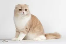 スコティッシュフォールド【千葉県・女の子・2016年4月6日・ブルートーティ&ホワイト(ダイリュートキャリコ)】の写真5「パパのマシュー♪TICAトリプルグランドチャンピオンです。」