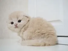 スコティッシュフォールド(折れ耳)【千葉県・男の子・2017年10月30日・クリーム】の写真5