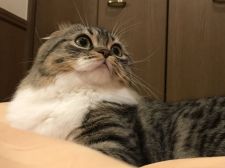 スコティッシュフォールド【・男の子・2016年6月25日・ブラックスポッテッドタビー&ホワイト】