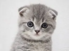 スコティッシュフォールド(折れ耳)【千葉県・男の子・2017年8月21日・ブルークラシックタビー】の写真5