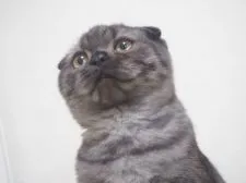 スコティッシュフォールド(折れ耳)【千葉県・男の子・2020年5月25日・ブラックスモーク】の写真5