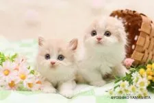 スコティッシュストレート【千葉県・男の子・2018年4月29日・クリーム&ホワイト】の写真5