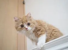 スコティッシュストレート【千葉県・男の子・2018年7月16日・レッドマッカレルタビー&ホワイト】の写真5