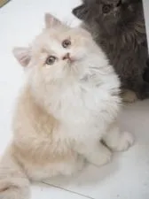 スコティッシュストレート【千葉県・男の子・2021年4月5日・クリーム&ホワイト】の写真5