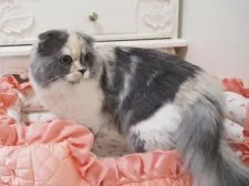 スコティッシュフォールド(折れ耳)【千葉県・女の子・2017年7月31日・ブルートーティ&ホワイト(ダイリュートキャリコ)】の写真5