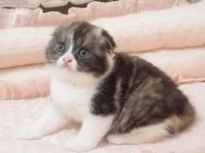 スコティッシュフォールド(折れ耳)【千葉県・女の子・2017年3月31日・ブラックシルバークラシックトービー&ホワイト】の写真5