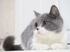 スコティッシュストレート【千葉県・男の子・2020年8月25日・ブルー&ホワイト】の写真5