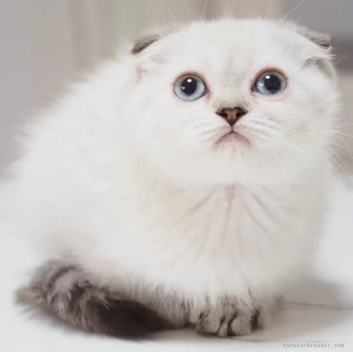 ID：2505-03588の子猫