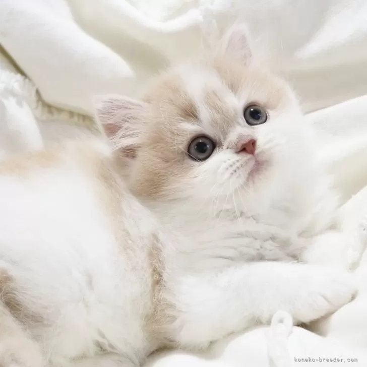 ID：2604-01231の子猫
