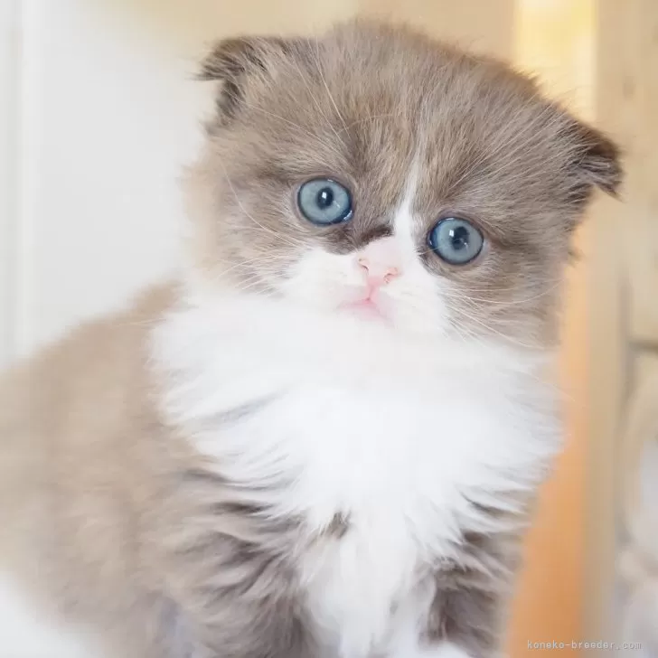 ID：2501-02691の子猫