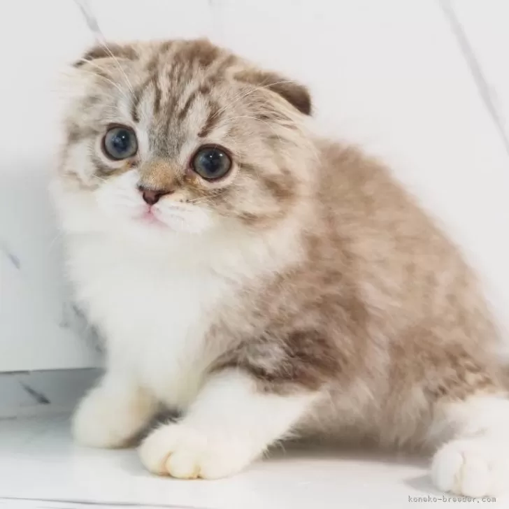 K.Ｉ 様のお迎えした子猫