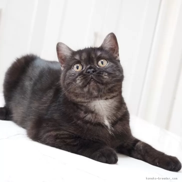 スコティッシュストレート【千葉県・女の子・2025年5月21日・ブラックスモーク&amp;ホワイト】の写真1