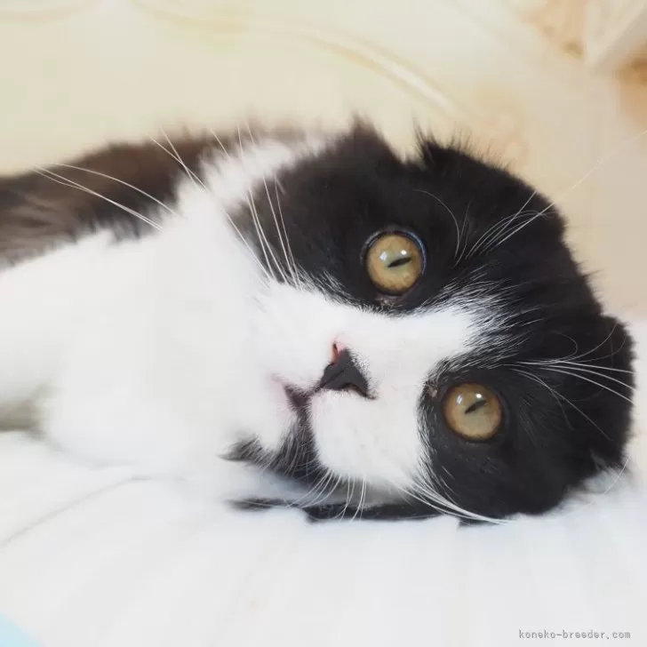 ID：2407-03207の子猫