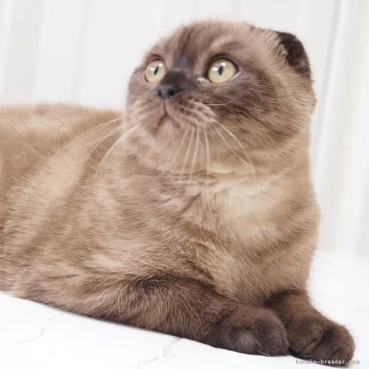 スコティッシュフォールド(折れ耳)【千葉県・男の子・2025年5月21日・シールミンククラシックタビー】の写真1