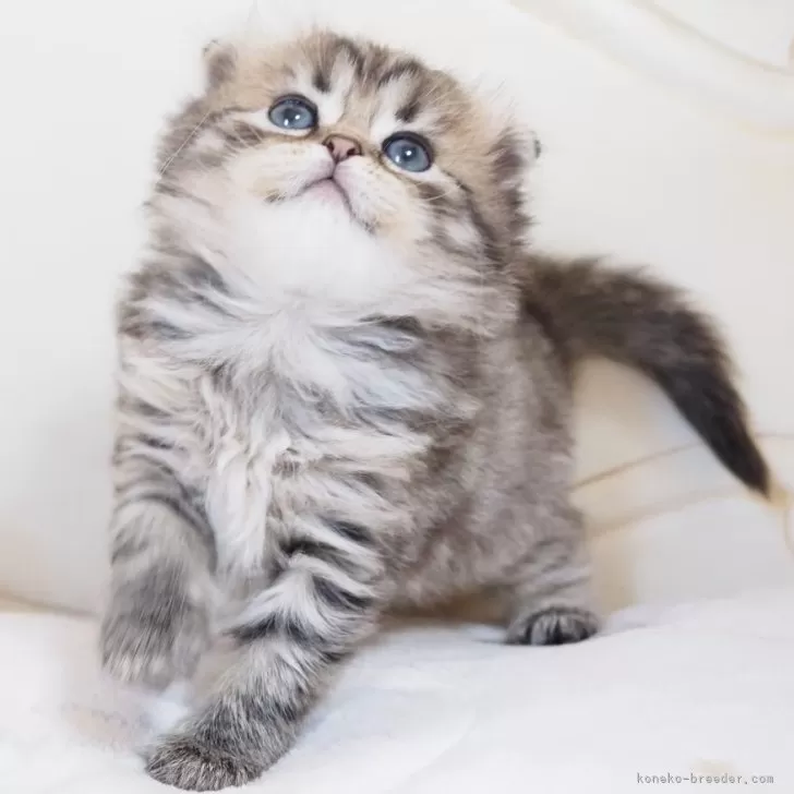 ID：2501-02690の子猫