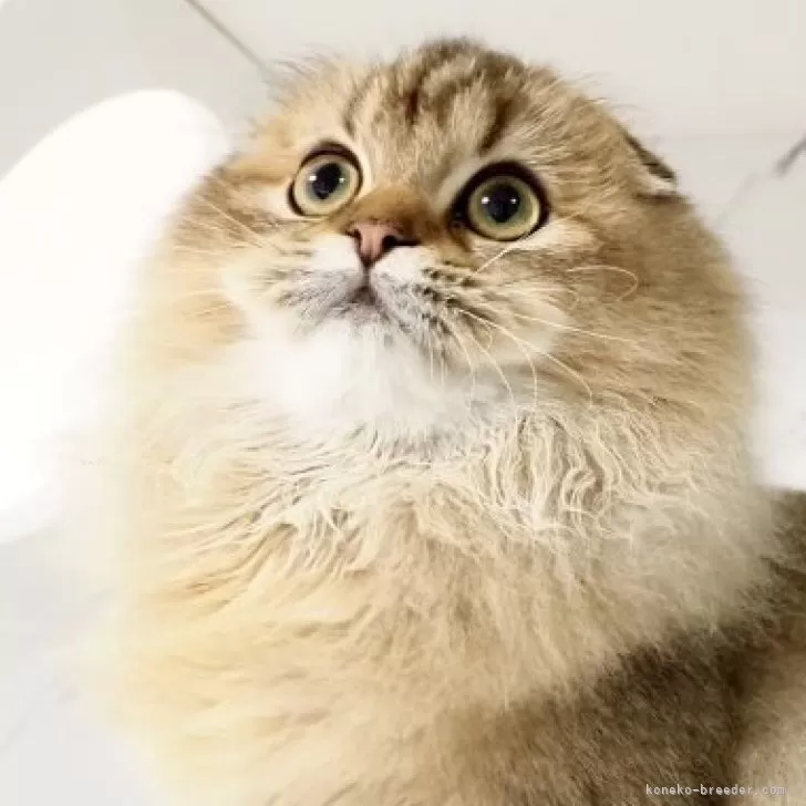 ID：2410-01587の子猫