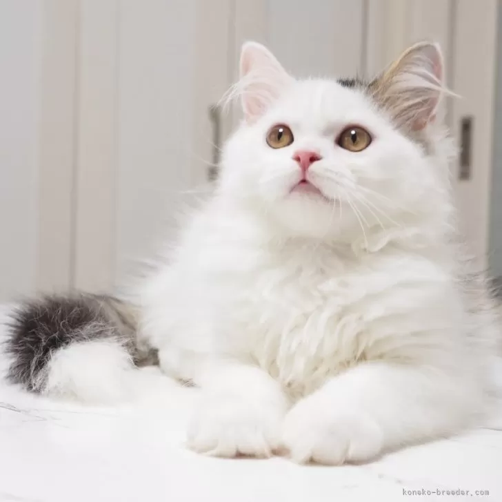 N.Ｉ 様のお迎えした子猫
