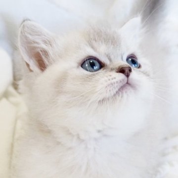 スコティッシュストレート【千葉県・女の子・2026年1月23日・ブルーミンクティックドタビー（ショートヘア）】の写真「神秘的な美しい毛色と目色♡スペシャルな子です♪」