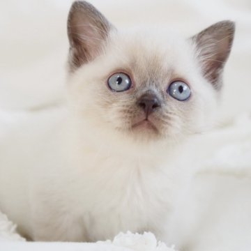 スコティッシュストレート【千葉県・男の子・2026年1月23日・ブルーポイント（ショートヘア）】の写真「濃いブルーのアイカラー♡真ん丸なお目目です♪」