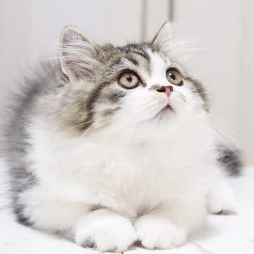 スコティッシュストレート【千葉県・男の子・2025年12月18日・ブラウン(ブラック)マッカレルタビー&ホワイト（ロングヘア）】の写真「スウィートなお顔立ち⭐︎女の子のような可愛らしさ♫」