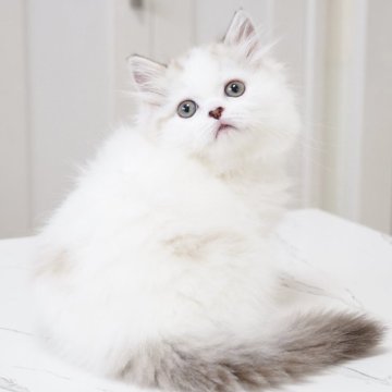 スコティッシュストレート【千葉県・男の子・2025年12月18日・シールミンクマッカレルタビー&ホワイト（ロングヘア）】の写真「垂れ目が可愛いパパ似のぼく♪希少なカラーです。」