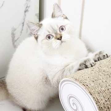 スコティッシュストレート【千葉県・男の子・2025年4月10日・シールタビーポイント（ショートヘア）】の写真「とても甘えん坊さんでイケメンなぼくです♫」