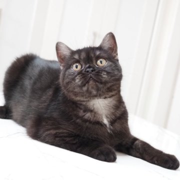 スコティッシュストレート【千葉県・女の子・2025年5月21日・ブラックスモーク&ホワイト（ショートヘア）】の写真「テディベアのような可愛らしさ♪性格も◎」