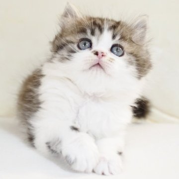 スコティッシュストレート【千葉県・男の子・2025年12月18日・ブラウン(ブラック)マッカレルタビー&ホワイト（ロングヘア）】の写真「スウィートなお顔立ち⭐︎女の子のような可愛らしさ♪」