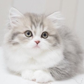 スコティッシュストレート【千葉県・女の子・2025年9月24日・ブルーマッカレルタビー&ホワイト（ロングヘア）】の写真「待望のランランベビー♪言葉はいらない可愛らしさ^^」