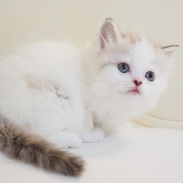 スコティッシュストレート【千葉県・男の子・2025年12月18日・シールミンクマッカレルタビー&ホワイト（ロングヘア）】の写真「垂れ目が可愛いパパ似のぼく♪希少なカラーです。」