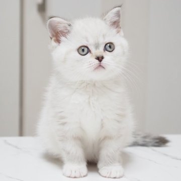 スコティッシュストレート【千葉県・女の子・2025年12月18日・シールタビーポイント&ホワイト（ショートヘア）】の写真「甘えん坊さんで寂しがり屋な可愛らしい女の子♫」