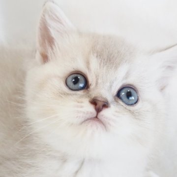 スコティッシュストレート【千葉県・女の子・2026年1月23日・ブルーミンクティックドタビー（ショートヘア）】の写真「神秘的な美しい毛色と目色♡スペシャルな子です♪」