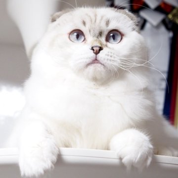 スコティッシュフォールド(折れ耳)【千葉県・男の子・2025年4月21日・シールタビーポイント&ホワイト（ロングヘア）】の写真「美しすぎる青い瞳の王子様♫(去勢手術済みです)」