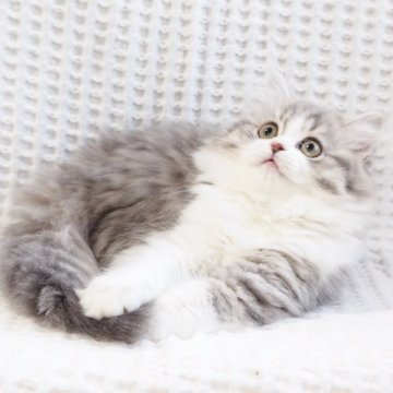 スコティッシュストレート【千葉県・女の子・2025年9月24日・ブルースポッテッドタビー&ホワイト（ロングヘア）】の写真「待望のランランベビー♫言葉はいらない可愛らしさ^^」