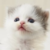 スコティッシュフォールド(立ち耳)