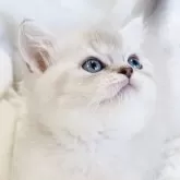 スコティッシュストレート