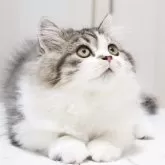 スコティッシュストレート