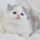 スコティッシュストレート