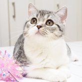 スコティッシュストレート