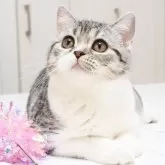 スコティッシュストレート