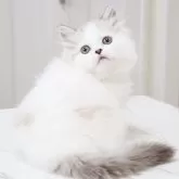 スコティッシュストレート